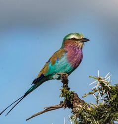 Vogelleven Tanzania